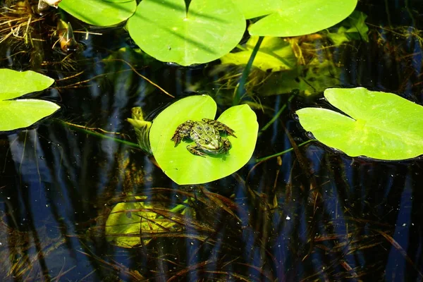 Malá Žába Vršku Zeleného Listu Jezírku — Stock fotografie