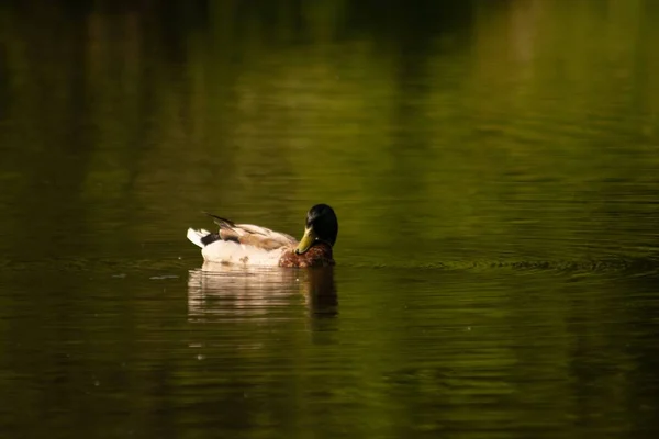 Shallow Focus Shot Mallard Duck Swimming Lake Daytime — Stock Photo, Image