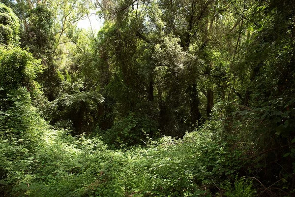 Beautiful Shot Green Trees Forest Sunlight — Stock Photo, Image