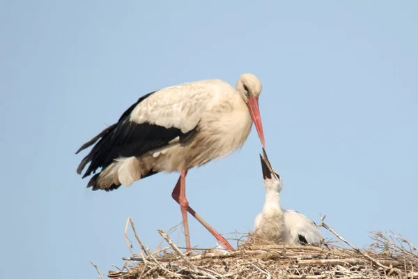 Nahaufnahme Eines Schwarz Weißen Storchs Der Die Jungtiere Füttert — Stockfoto