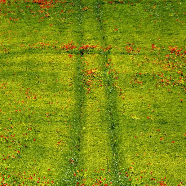 Ett Fält Vackra Röda Vallmo Blommor Glänser Solen — Stockfoto