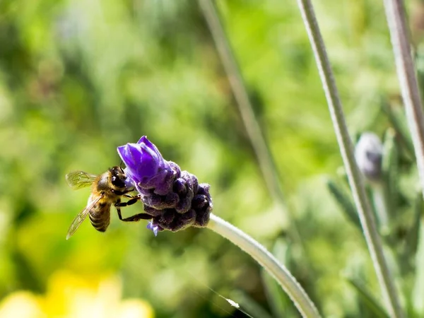 昼間の庭の花の紫色の芽に座っている蜂の選択的な焦点ショット — ストック写真