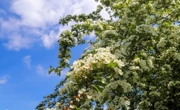 Piękne Drzewo Wiśni Azjatyckiej Kwiecie Wiosny Białymi Kwiatami — Zdjęcie stockowe