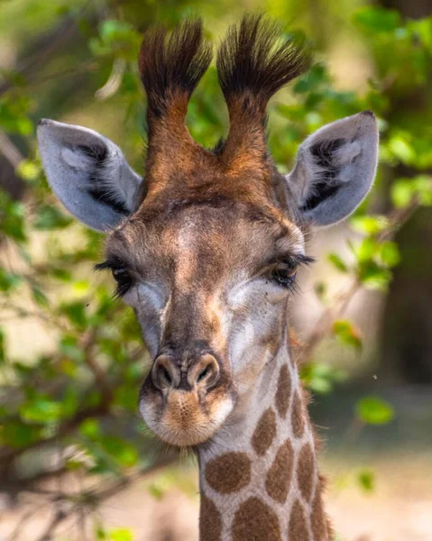 Tiro Seletivo Vertical Foco Uma Girafa Com Árvores Fundo — Fotografia de Stock