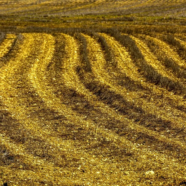 長い芝生の黄金の草原のショット — ストック写真
