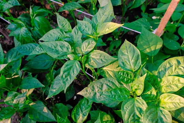 Primer Plano Las Plantas Jardín —  Fotos de Stock