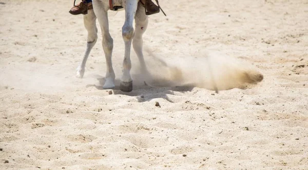 Pés Cavalo Branco Correndo Uma Areia — Fotografia de Stock