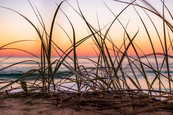 Zbliżenie Dzikiej Trawy Plaży Zachodem Słońca Niebo Tle — Zdjęcie stockowe