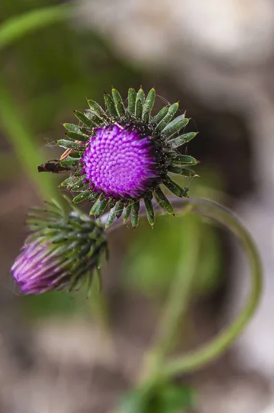 紫色の槍のクローズアップ Thistle Wildflower — ストック写真
