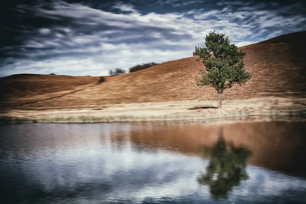 Selektywne Ujęcie Ostrości Zielonego Drzewa Odbitego Czystym Jeziorze — Zdjęcie stockowe