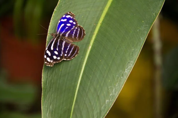 Primer Plano Una Impresionante Mariposa Azul Con Patrones Blancos Una —  Fotos de Stock