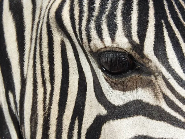 Een Close Van Het Hoofd Van Een Zebra Aan Ene — Stockfoto