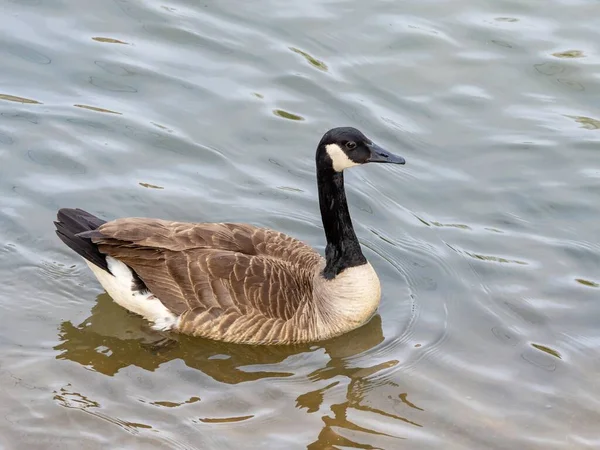 Selective Focus Shot Canada Goose Floating Water — Stock Photo, Image