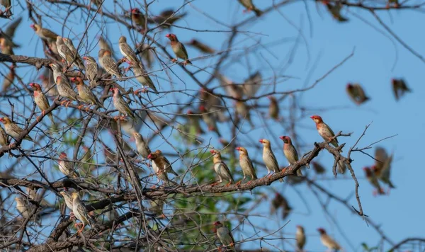 木の小枝に立つ赤い家のフィンチの群れ — ストック写真