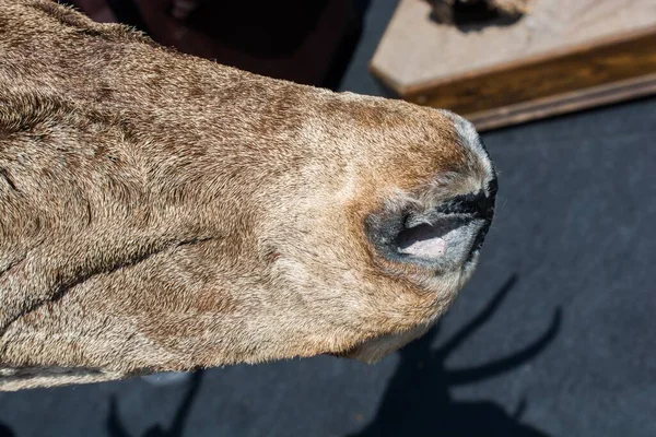 茶色の馬の鼻のクローズアップショット — ストック写真