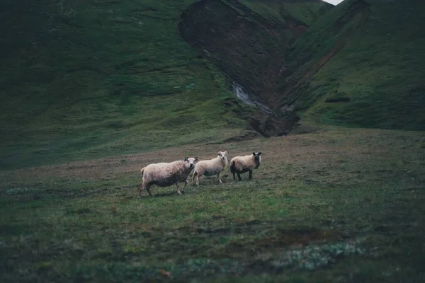 Kasvetli Bir Günde Yeşil Tepelerde Dikilen Koyun — Stok fotoğraf