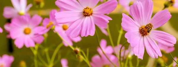 Une Mise Point Sélective Panoramique Cosmos Jardin Rose — Photo