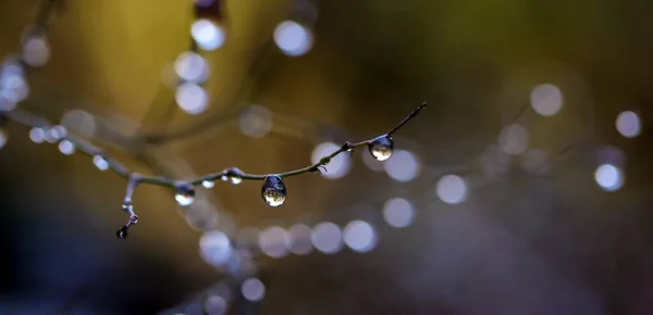 Enfoque Selectivo Rama Árbol Con Gotas Agua —  Fotos de Stock