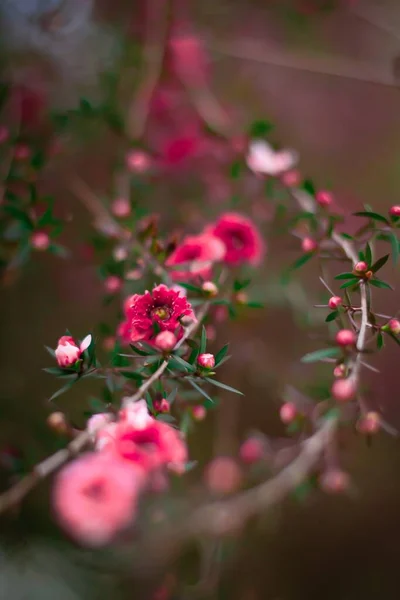 Ροζ Λουλούδια Στα Κλαδιά Ενός Ανθισμένου Δέντρου — Φωτογραφία Αρχείου