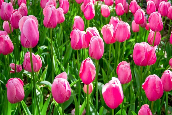 Shot Beautiful Pink Tulips Sping Time — Stock Photo, Image