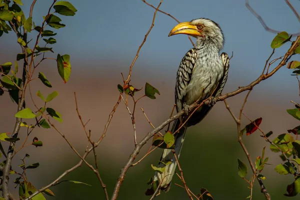 Selective Focus Shot Exotic Bird Thin Branch Tree Blurred Background — Stock Photo, Image