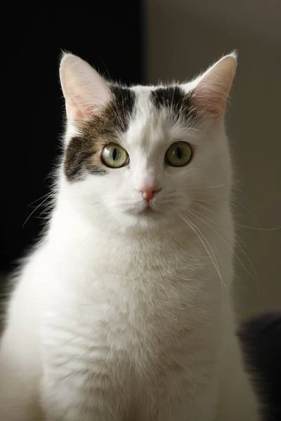 Een Close Shot Van Een Schattige Witte Kat Met Groene — Stockfoto