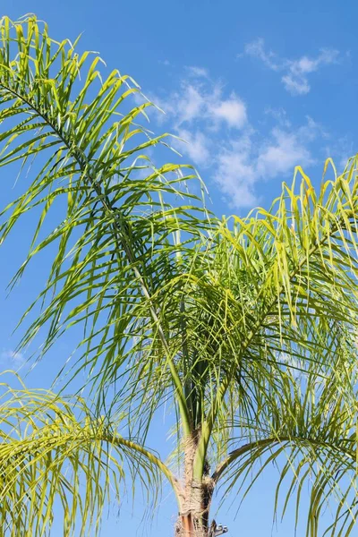 背景にあるヤシの木と青空の垂直ショット — ストック写真