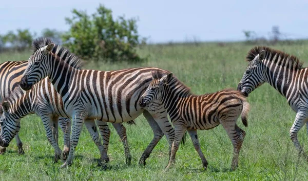 Közelkép Egy Zebra Csordájáról Amint Eszik Füvön Áll — Stock Fotó