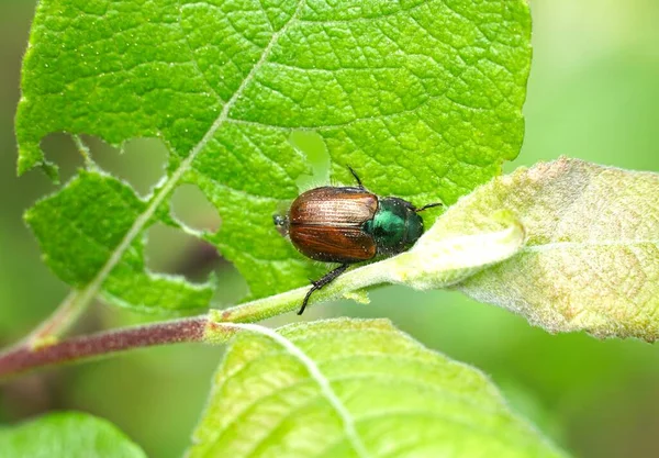 Een Macro Shot Van Bruine Tuin Chafer Een Vel — Stockfoto