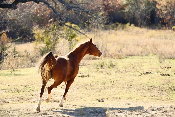 Hermoso Tiro Caballo Corriendo Una Granja —  Fotos de Stock