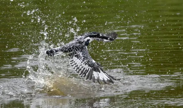 Nahaufnahme Eines Schwarz Weißen Vogels Der Über Einem See Fliegt — Stockfoto