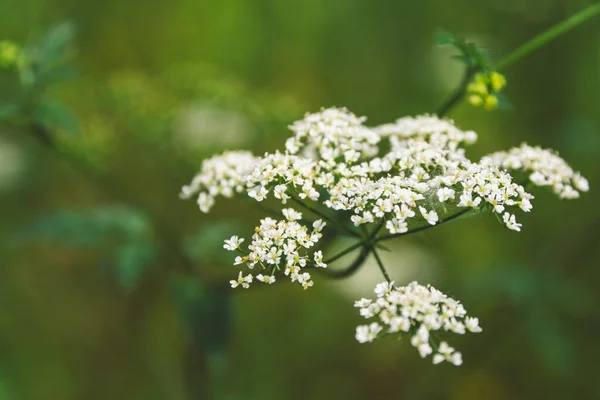 Closeup Shot Beautiful Cow Parsley Greenery — Stock Photo, Image