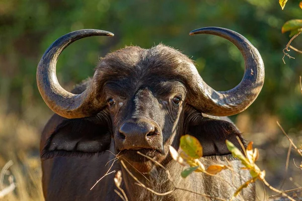 バッファロー写真素材 ロイヤリティフリーバッファロー画像 Depositphotos