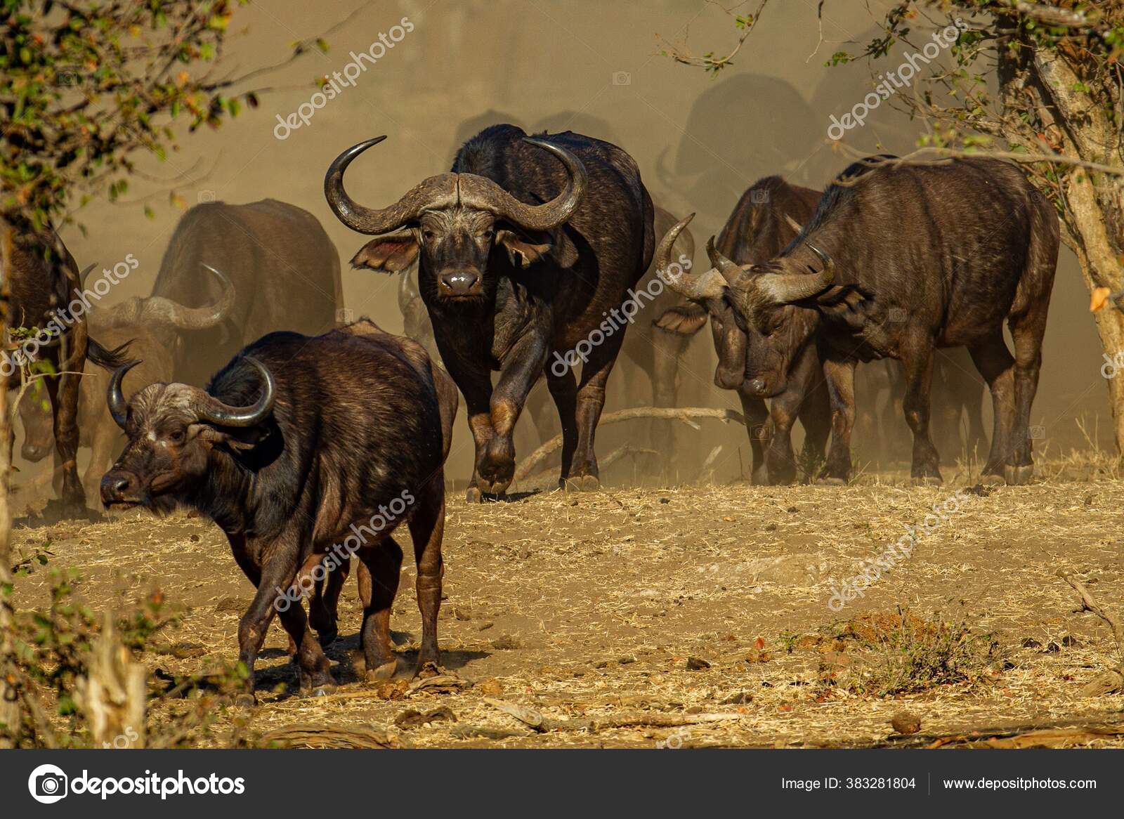 バッファロー写真素材 ロイヤリティフリーバッファロー画像 Depositphotos