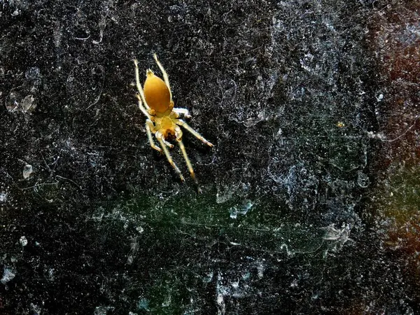 High Angle Shot Yellow Spider Wet Surface Ground — Stock Photo, Image