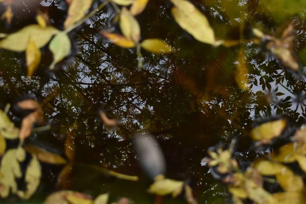 Plan Angle Élevé Une Piscine Pleine Eau Les Feuilles Automnales — Photo