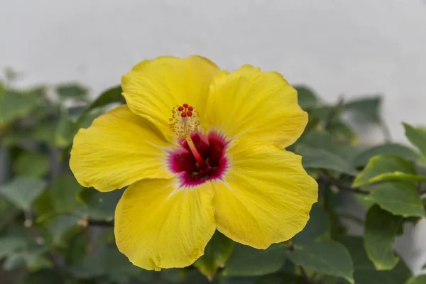 Macro Uma Flor Amarela — Fotografia de Stock