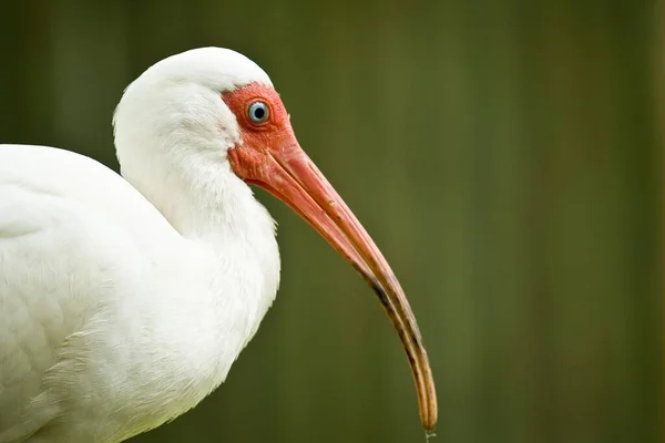 Gros Plan Long Bec Ibis Blanc — Photo