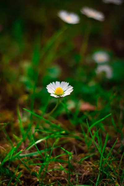 Bílé Květy Sedmikrásky Zahradě — Stock fotografie