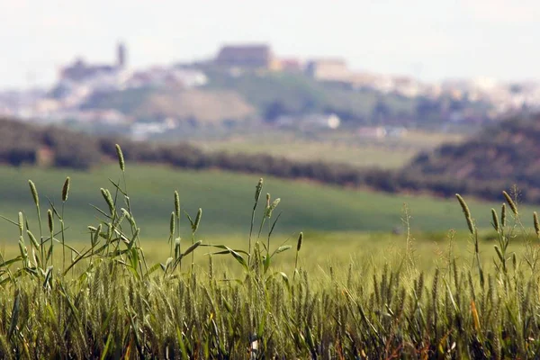 Selective Focus Shot Field Hills Background Daytime — Stock Photo, Image