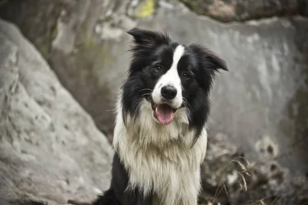 一张边境牧羊犬的漂亮照片 一只可爱的边境牧羊犬坐着 张大嘴望着骆驼的黑白画像 — 图库照片