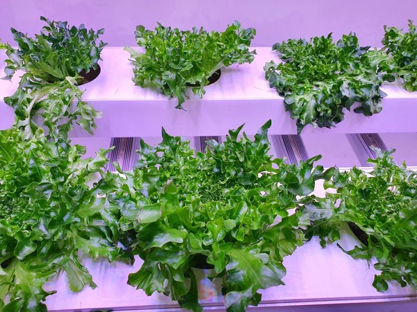 Specjalne Pomieszczenie Przystosowane Uprawy Roślin Dobrym Stanie Idealne Uprawy Roślin — Zdjęcie stockowe
