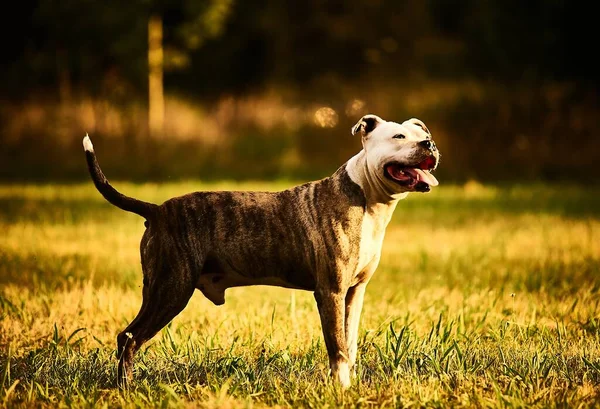 Playful Brown Bull Terrier Field Covered Grass Sunlight Daytime — Stock Photo, Image