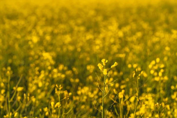 Muitas Flores Amarelas Crescendo Grande Campo Durante Dia — Fotografia de Stock