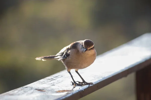 Gros Plan Moineau Domestique Perché Sur Une Rambarde Métal Par — Photo