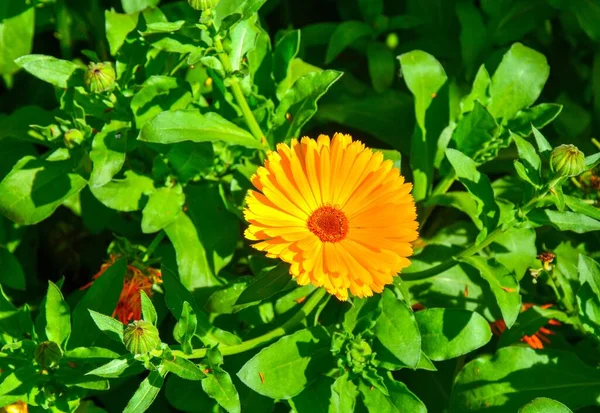 Tiro Bela Amarela Florida Flor Calêndula Brilhando Sob Sol — Fotografia de Stock