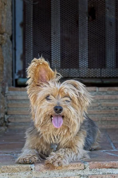 Closeup Shot Cute Australian Terrier Captured Castle Burriac Spain — Stock Photo, Image