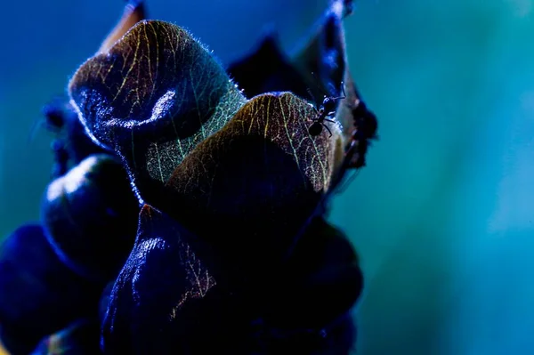 Selective Focus Shot Black Spider Aquarium — Stock Photo, Image