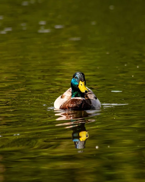 一只野鸭在湖上游泳的垂直镜头 — 图库照片