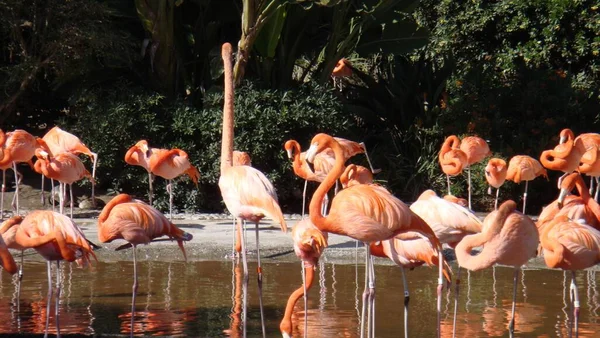 Gros Plan Flamants Roses Dans Étang — Photo